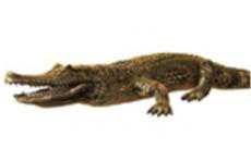 俄羅斯政府禁止居民飼養(yǎng)“危險(xiǎn)寵物”