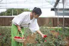 從百元創(chuàng)業(yè)到千畝花田 云南版李子柒用電商點亮故鄉(xiāng)