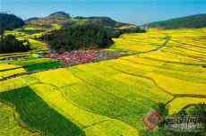 萬(wàn)畝油菜花海迎春綻放?熱情彝鄉(xiāng)邀您“開新街”