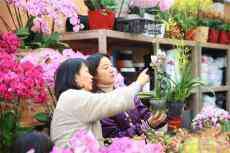 2020年長(zhǎng)沙首個(gè)迎春花市今日開幕