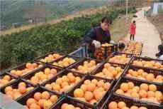 18萬(wàn)噸宜章臍橙，銷(xiāo)去哪了？