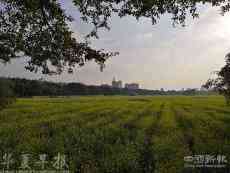 廣東一鎮(zhèn)政府為應(yīng)對疫情提前鏟油菜花引質(zhì)疑