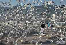 放心！讓人牽掛的“小精靈”們沒(méi)餓著