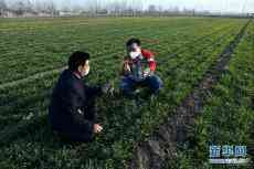 別樣的春耕——來自農業(yè)大省山東的春耕備耕見聞