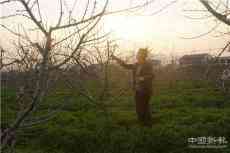 湖南桃江：防疫抗疫不松勁 果園培管正及時