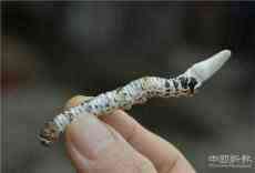 貴州凱里：山里長(zhǎng)“蟲草” 村民忙尋找