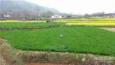 荊門東寶：36架無人機統(tǒng)防統(tǒng)治5萬畝農(nóng)田