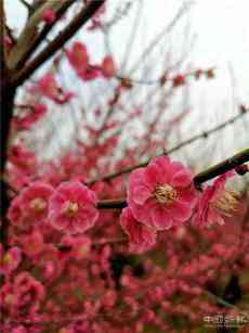 春暖花開(kāi) （唐海林/詩(shī)歌）