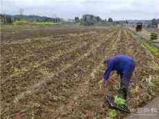 湖南汝城縣文明鄉(xiāng)防“疫”生產(chǎn)兩不誤 復工復產(chǎn)助脫貧