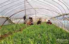 安徽廬江：人機(jī)“共舞”?爭春輝