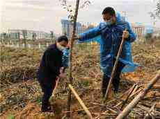 洞口縣委副書記、縣長帶頭參加義務植樹活動