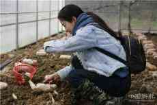 湖南保靖：山珍撲鼻香，春日采菌忙