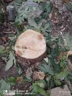 嚴(yán)厲打擊！云南普洱警方接連查處5起無證馴養(yǎng)獼猴案件 