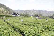 湖南保靖：采得三分明前春，沏好一壺黃金茗