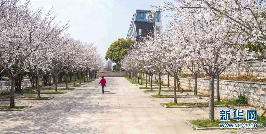 (聚焦疫情防控)(1)武漢:櫻花綻放春意濃