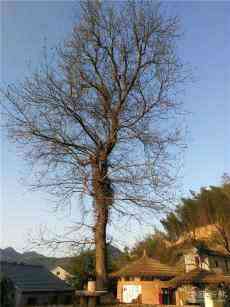 樹(shù)的禮贊 ??唐海林/詩(shī)歌 ?