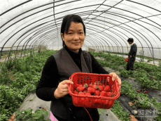 “紅珍珠”，映紅致富路