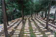 貴州臺(tái)江：黨建引領(lǐng)促發(fā)展 林下經(jīng)濟(jì)助振興