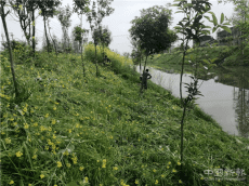 華容鲇魚須：疫情防控與“河長(zhǎng)制”工作兩不誤