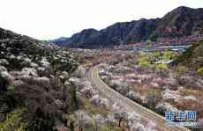 開(kāi)往春天的列車(chē) 穿越居庸一路花海
