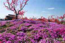 慶陽這里的芝櫻花怒放，快來一場春天的浪漫邂逅吧！