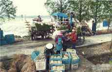 安徽廬江：機插秧?栽希望