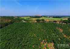 安徽廬江：烏黑桑椹綴滿枝?游客果農(nóng)樂(lè)開懷