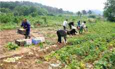 安徽廬江：貧困戶20萬(wàn)公斤土豆急尋買家