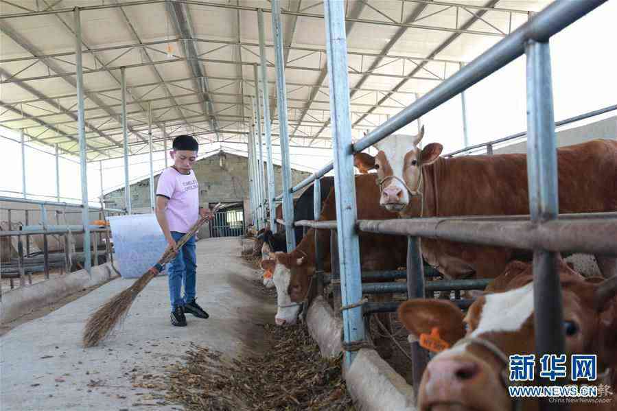 （新華全媒頭條·圖文互動）（7）刺梨花開滿山紅——記在貴州脫貧攻堅一線奮斗的殘疾人
