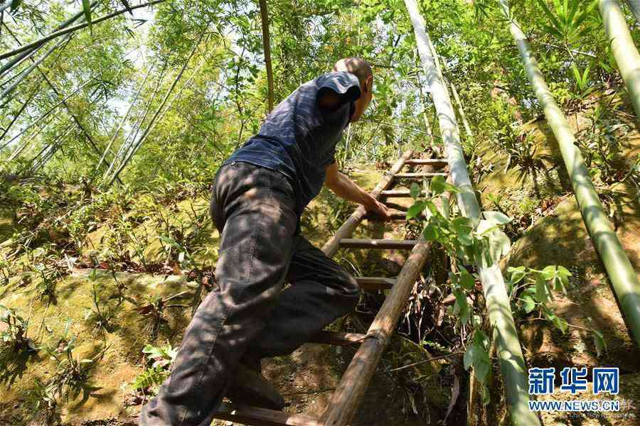 （新華全媒頭條·圖文互動）（13）刺梨花開滿山紅——記在貴州脫貧攻堅一線奮斗的殘疾人