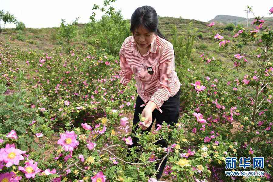 （新華全媒頭條·圖文互動）（11）刺梨花開滿山紅——記在貴州脫貧攻堅一線奮斗的殘疾人
