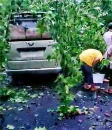 貴州從江：老古樹轟然倒下釀慘劇 砸中面包車致一人死亡！