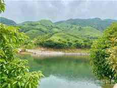 三峰茶園：生態(tài)百疊嶺 火焰殺茶蟲(chóng)