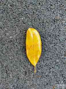 散文｜樹葉的兩面