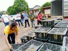 湖南衡南：6300只雞苗免費送給貧困戶