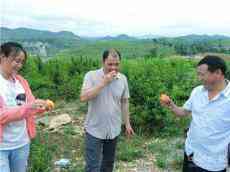 新田：水果種植“達人”鄭志強