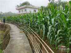散文 | 雨后的田野