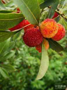 散文 | 黃梅時節(jié)好敲棋