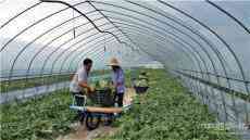 安徽廬江：金牛大西瓜 走俏市場夸