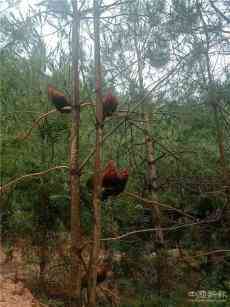 貴州黃平：林下雞“占山為王” ?助農(nóng)增收！