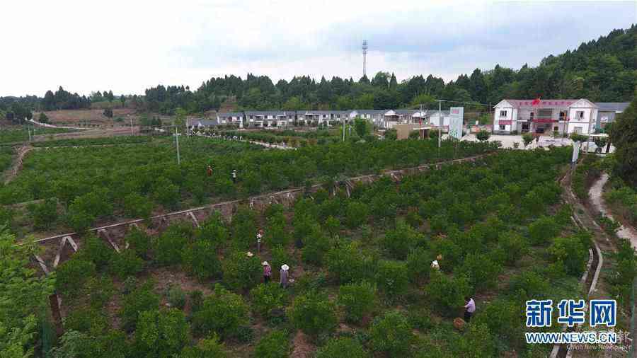 （新華全媒頭條·走向我們的小康生活·圖文互動(dòng)）（11）奮斗繪就“新天府”——川蜀大地干群“戰(zhàn)貧”軌跡掃描