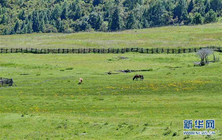 (美麗中國(guó))(4)西藏林芝:避暑天堂惹人醉
