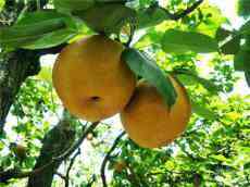 綏寧寨市：潤(rùn)秋貢梨熟了 梨農(nóng)笑盼游人來(lái)???