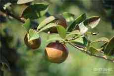 貴州天柱：油茶種植綜合產值2.77億 帶動多產業(yè)互動發(fā)展