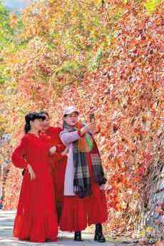 香山紅葉觀賞期開始 預計有6天高峰日