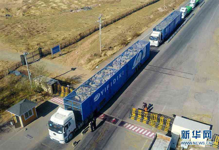 （社會）（9）中國開始接收蒙古國3萬只“捐贈(zèng)羊”