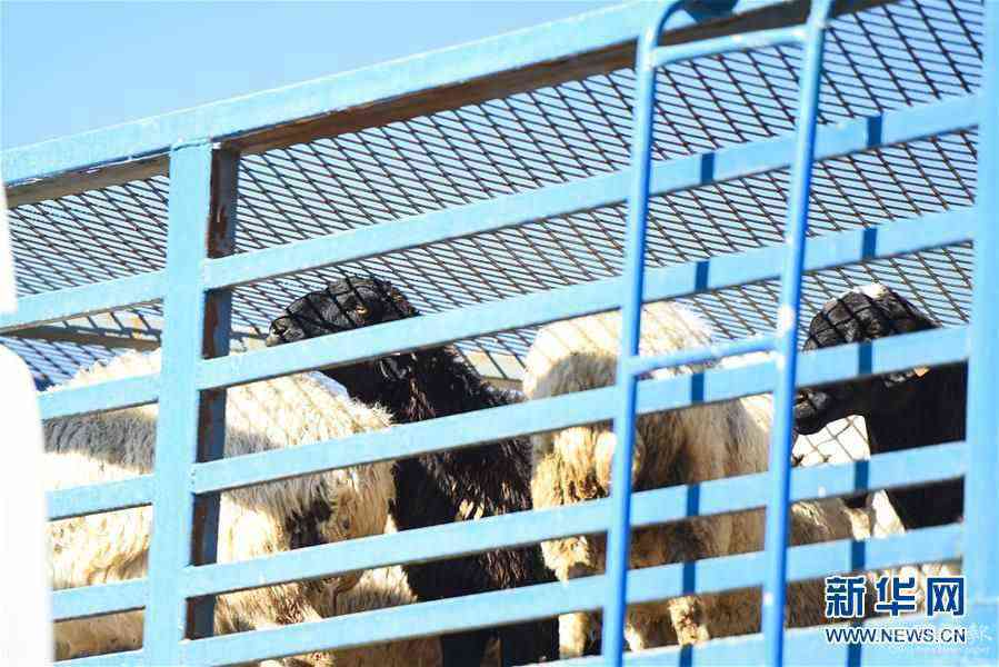 （社會）（12）中國開始接收蒙古國3萬只“捐贈(zèng)羊”