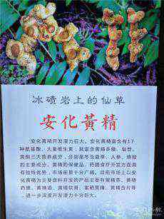 《安化黃精》——華廈子懿農(nóng)業(yè)集團(tuán)有限公司系列走訪活動