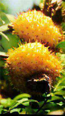 刺梨：你吃過嗎？