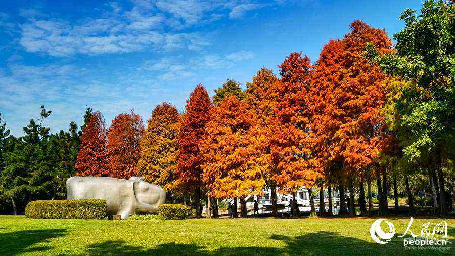 位于廈門市南湖公園的落羽杉。廈門廣電供圖